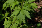 Tall thimbleweed